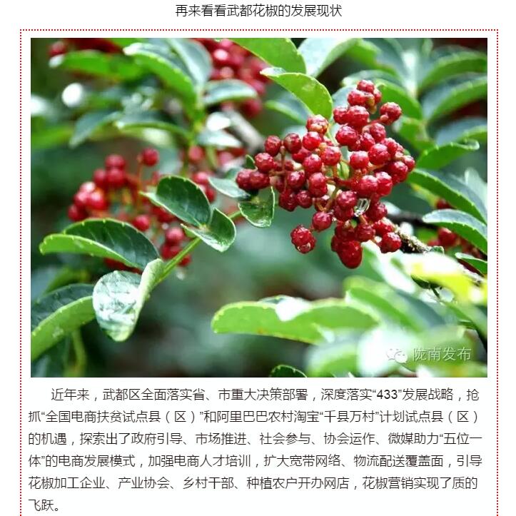 5.28億！一場盛會，武都花椒“火”了